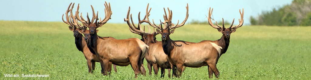 wild elk