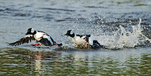 Bufflehead mating rituals