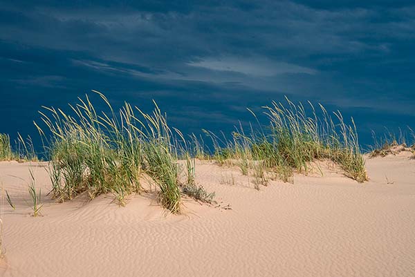 Sea Lyme Grass