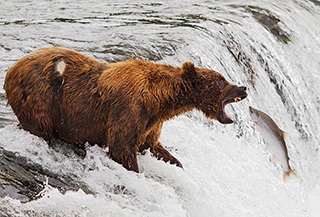 brown bear catches salmon